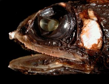 Media type: image; Ichthyology 162894